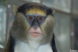 Cercopithecus campbelli