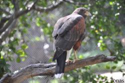 Parabuteo unicinctus harrisi