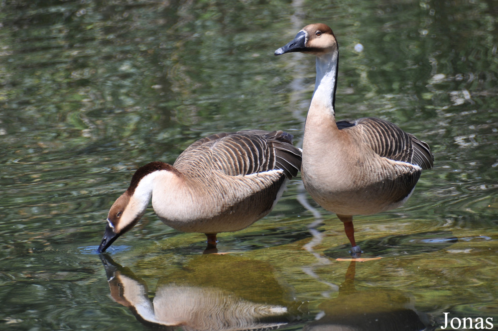 San Diego Zoo Safari Park