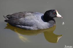 Fulica americana americana