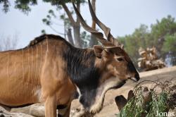 San Diego Zoo Safari Park