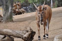 San Diego Zoo Safari Park