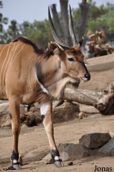 San Diego Zoo Safari Park