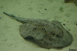 Potamotrygon motoro