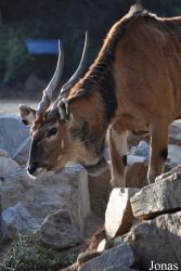 San Diego Zoo Safari Park