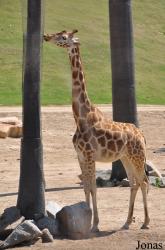 San Diego Zoo Safari Park
