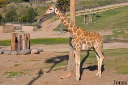 San Diego Zoo Safari Park