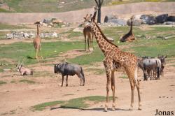 San Diego Zoo Safari Park