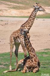 San Diego Zoo Safari Park