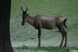 Erlebnis-Zoo Hannover