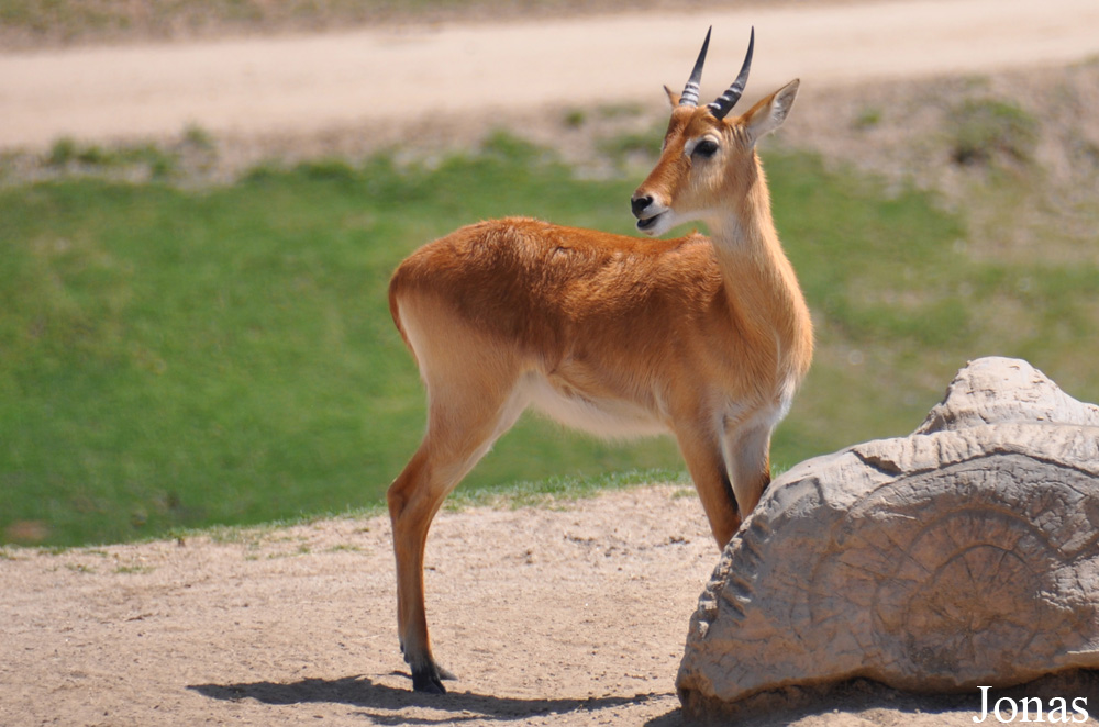San Diego Zoo Safari Park