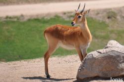 San Diego Zoo Safari Park