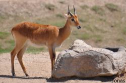 San Diego Zoo Safari Park