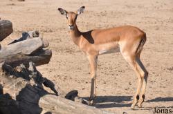 Aepyceros melampus