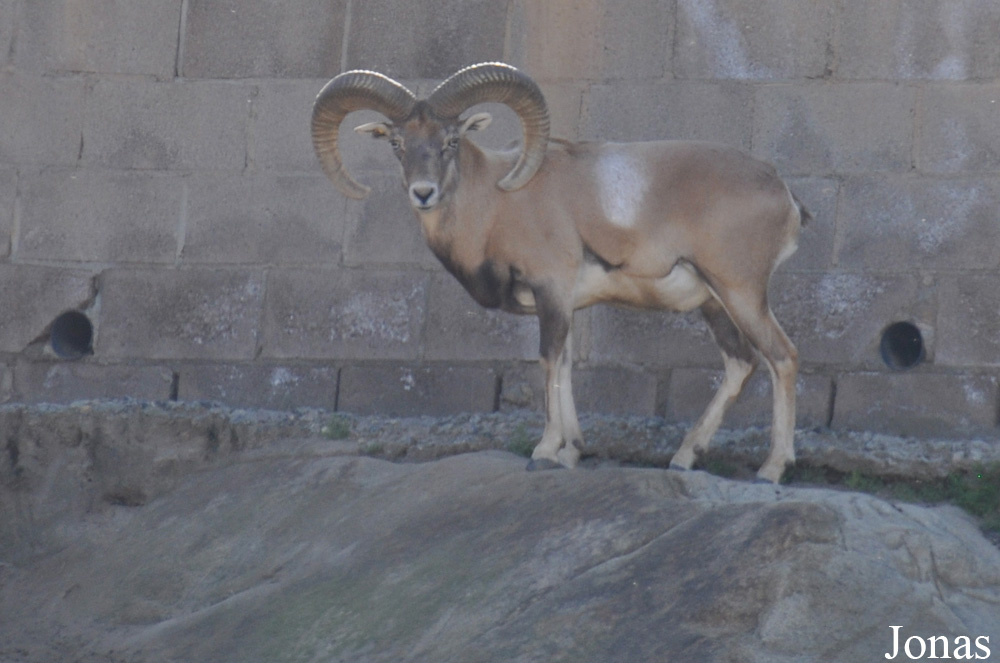 San Diego Zoo Safari Park