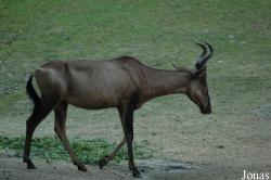 Erlebnis-Zoo Hannover