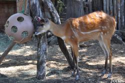 Tragelaphus spekii spekii