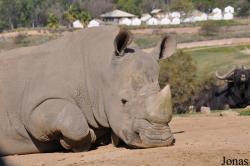 San Diego Zoo Safari Park