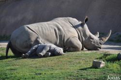 San Diego Zoo Safari Park