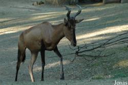 Erlebnis-Zoo Hannover