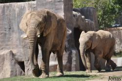 San Diego Zoo Safari Park