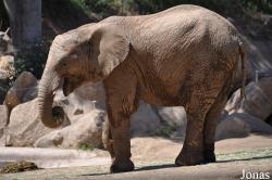 San Diego Zoo Safari Park