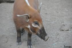 San Diego Zoo Safari Park
