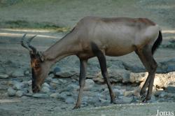 Erlebnis-Zoo Hannover