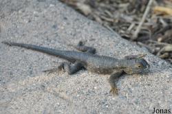 Sceloporus occidentalis