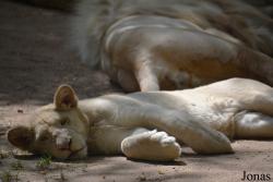 Zoo de La Flèche