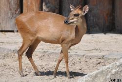 Cephalophinae