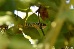 Hierophis viridiflavus