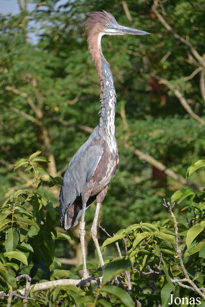 Bioparc de Doué la Fontaine
