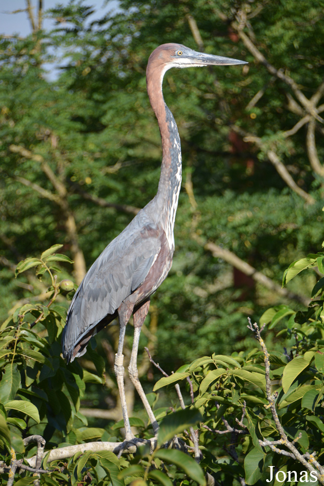 Bioparc de Doué la Fontaine