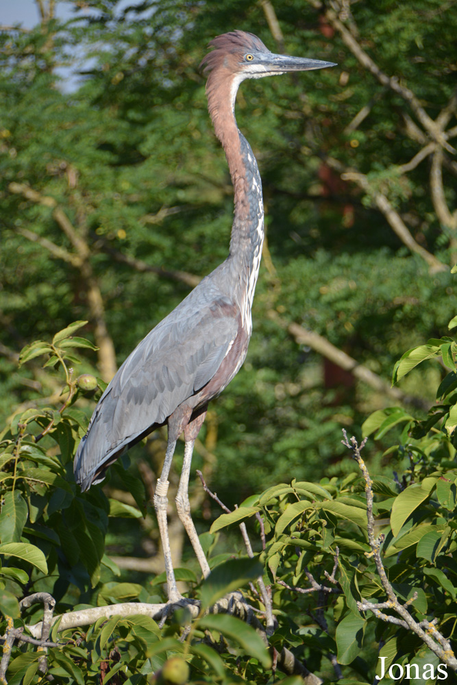 Bioparc de Doué la Fontaine