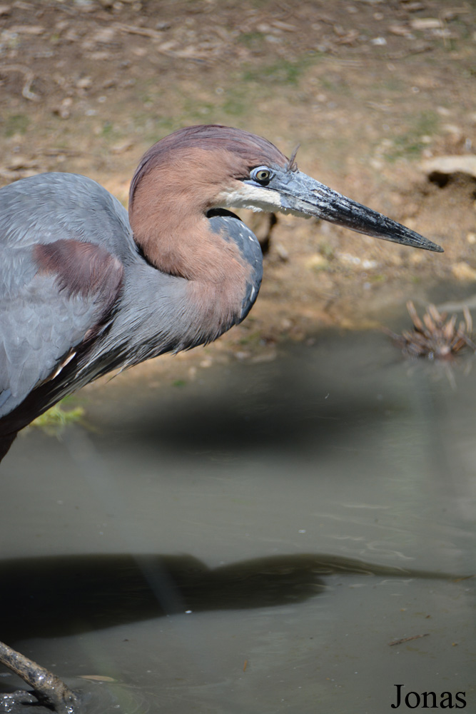 Bioparc de Doué la Fontaine