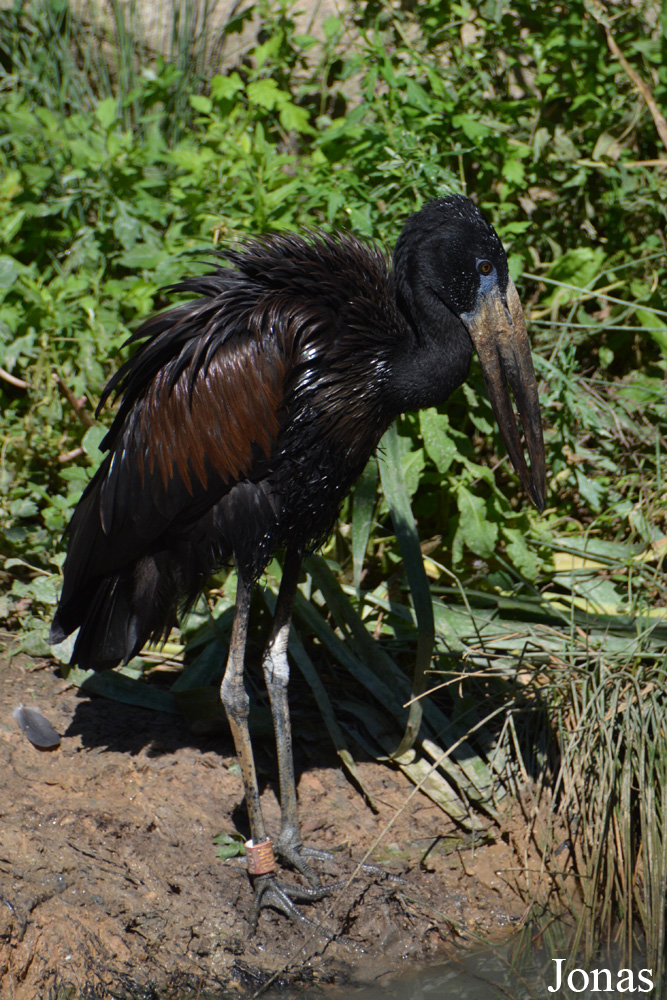 Bioparc de Doué la Fontaine
