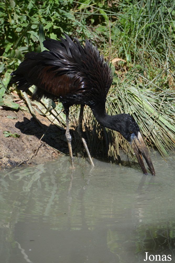 Bioparc de Doué la Fontaine