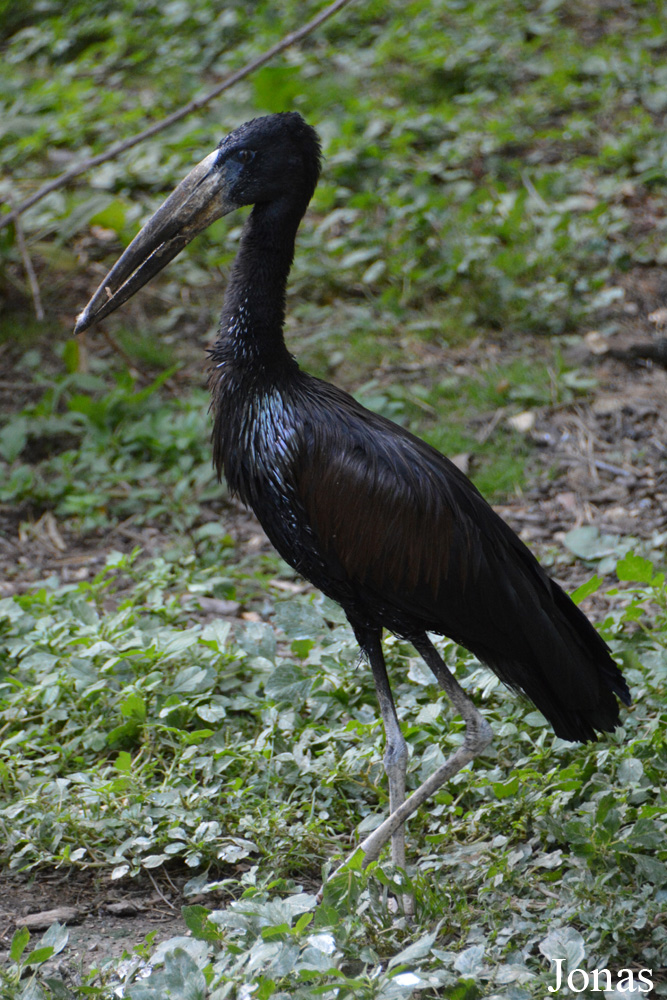 Bioparc de Doué la Fontaine