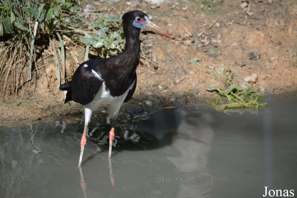 Bioparc de Doué la Fontaine