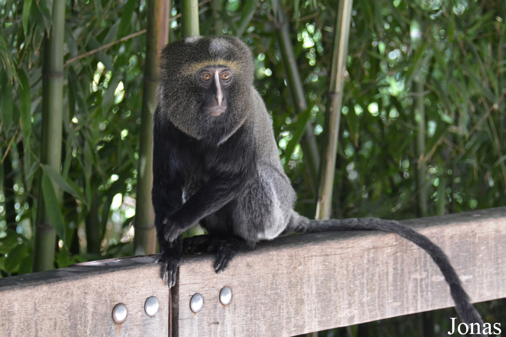 Bioparc de Doué la Fontaine