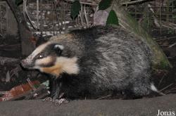 Mustelidae
