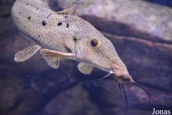 Claroteidae