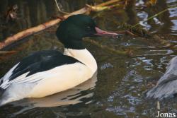 Vogel- und Naturschutztierpark Herborn
