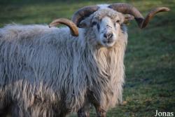 Mouton Walachenschaf