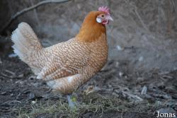 Poule Fryske Hin