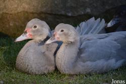 Affen- und Vogelpark Eckenhagen