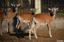 Kharkiv Zoo