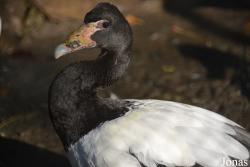Kharkiv Zoo