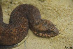 Acanthophis antarcticus
